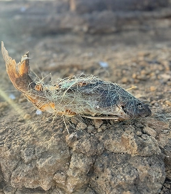 Kenya-small