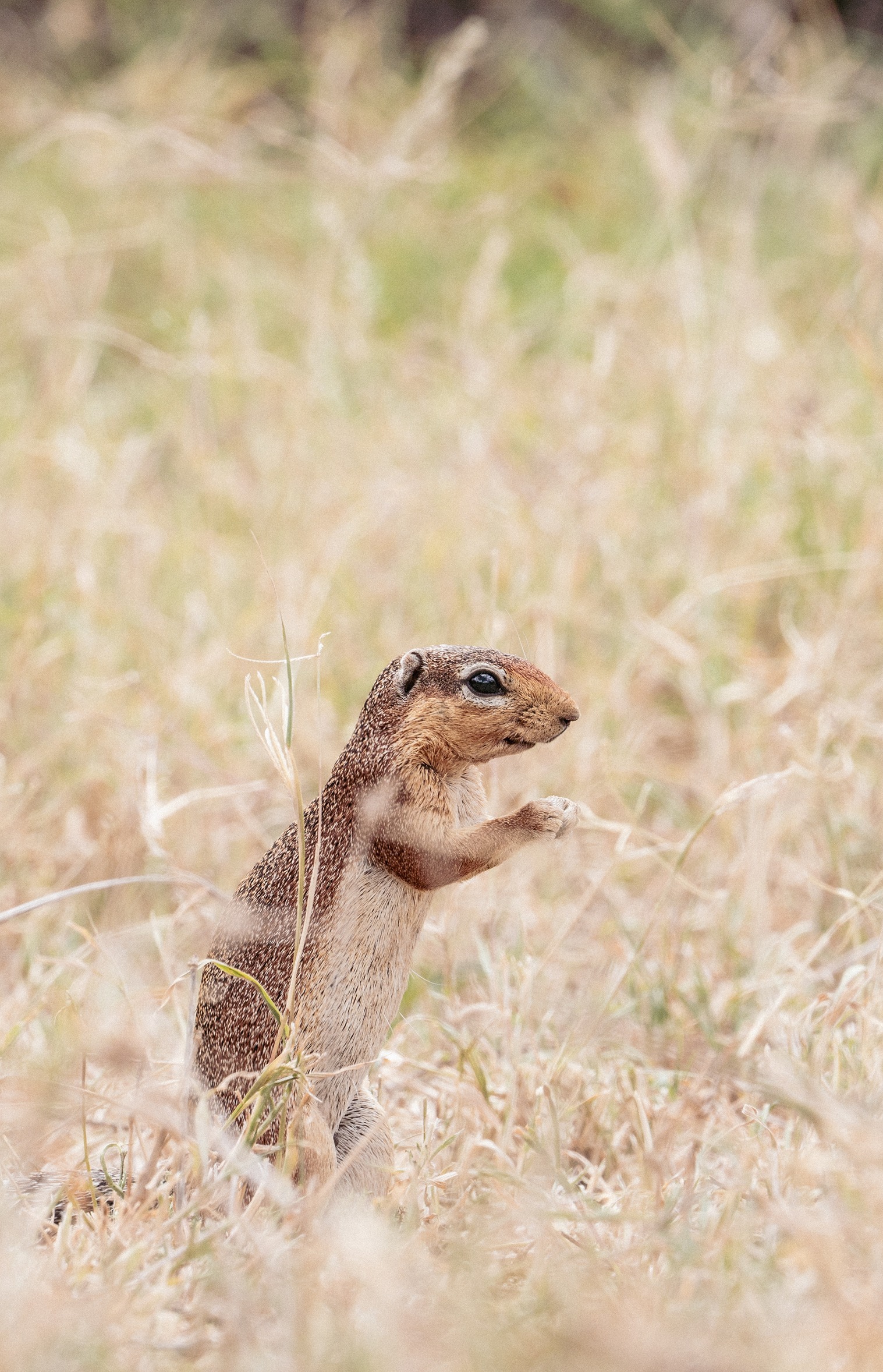 OM Bushbreakfast Squirrel EB .8