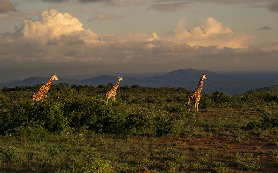 giraffe-image