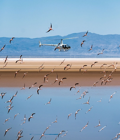 helicopter-with-bird