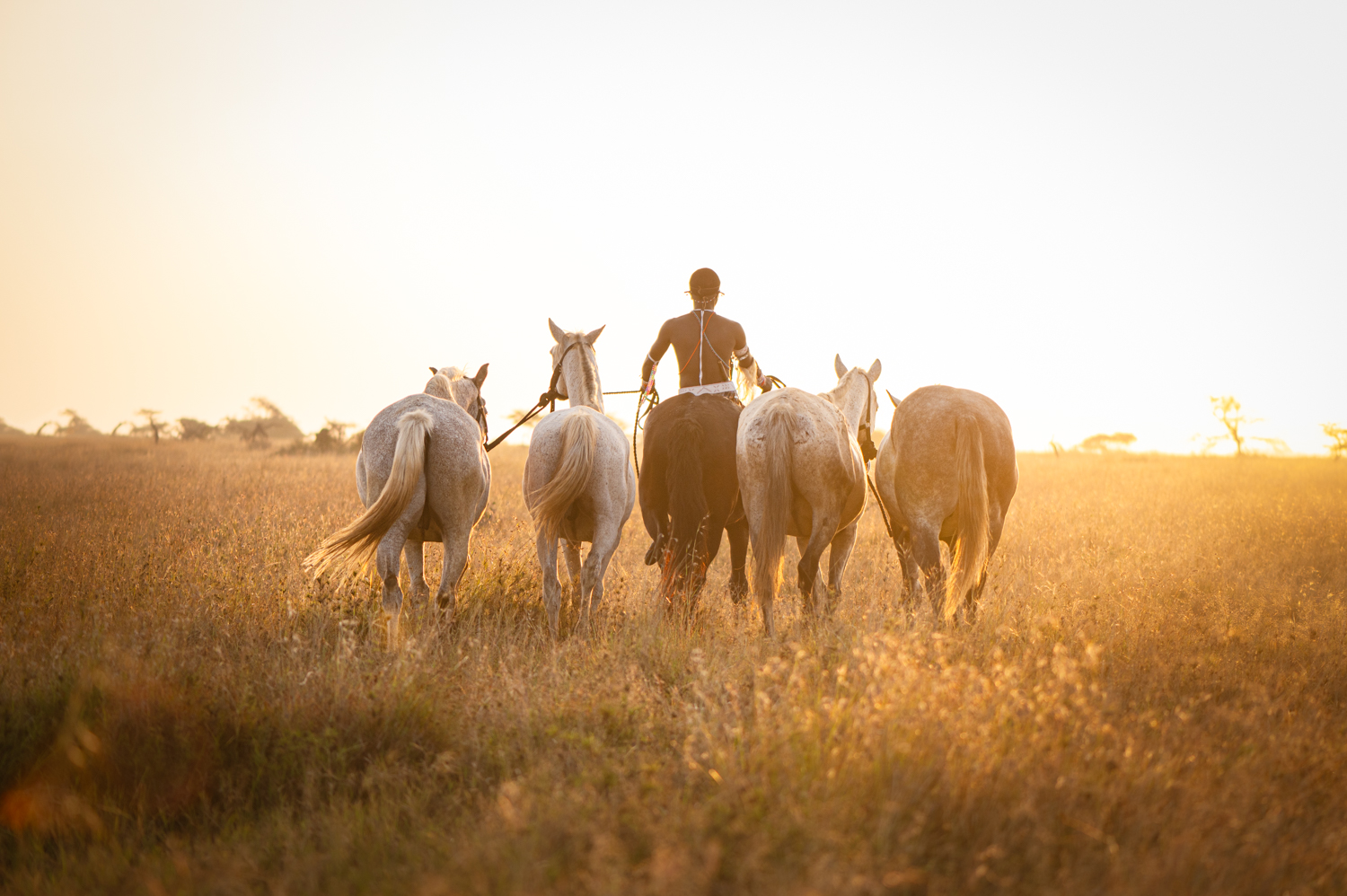 Ol Malo 25 Horse3